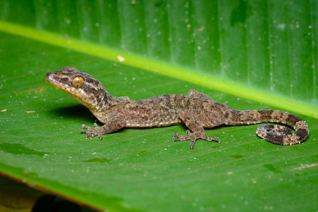 Cyrtodactylus Rukhadeva Thailand’s bent-toed gecko named after a mythical tree nymph© Thai National Parks _ Creative Commons