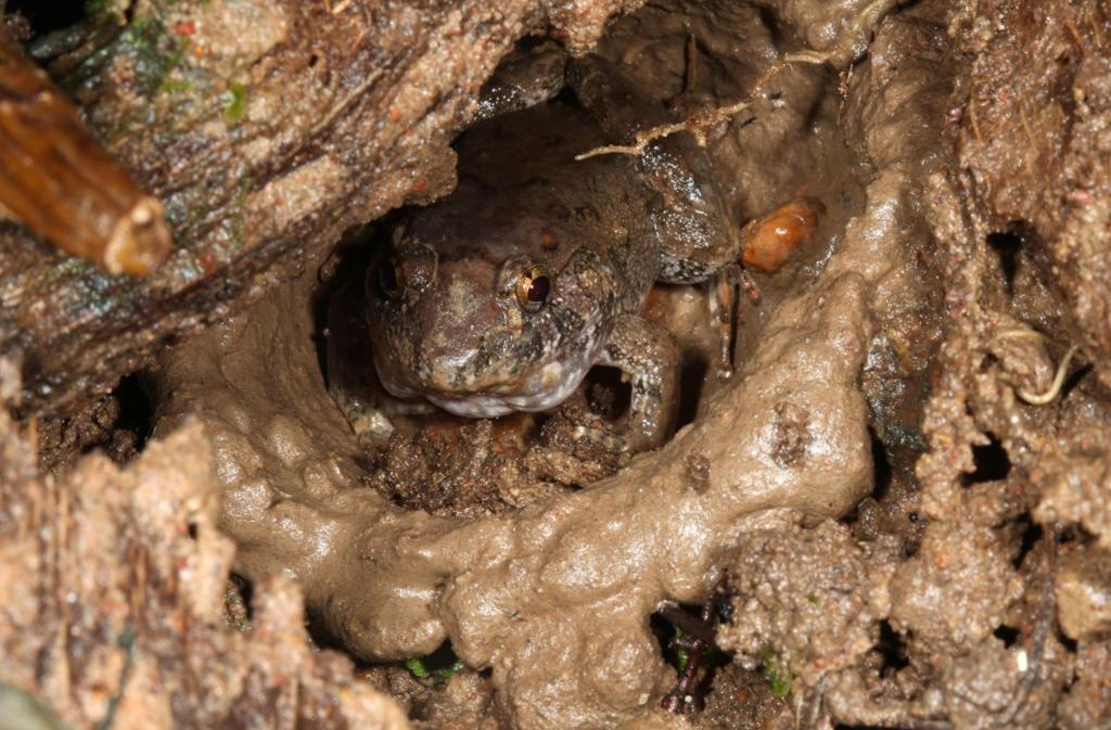Limnonectes bagoyoma The bamboo forest Bago Yoma frog is one of two new stream frogs discovered in the Bago region of Myanmar © Gunther Köhler